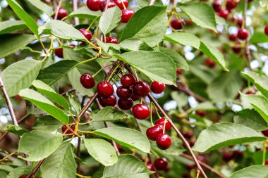 Kiraz ağacının dalında sallanan kiraz. Yaz bahçesindeki kiraz ağacının yeşil yaprakları arasında olgunlaşmış kirazlar olgunlaşmış ve toplanmayı bekliyor.