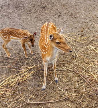 Geyik avına tedavi altına bir çiftlikte padok içinde. Aile geyik geniş büyük kuş kafesi Hayvanat Bahçesi