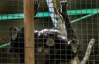 Hayvanat Bahçesi kafeste oturan sevimli maymun. Hayvanat bahçesindeki maymun ziyaretçiler için onları tedavi etmek için bekliyor olabilir ve onların paws kafes dışına uzanır.