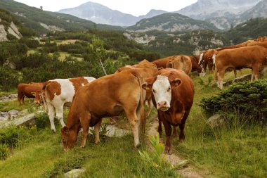 Yeşil vadi ve arka plan, Bulgaristan, Pirin dağ dağ zirveleri ile taze yeşil dağda otlayan inekler dağlarda pastoral yaz peyzaj mera