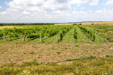 Ukrayna'da yeşil bağ ve mavi gökyüzü. mavi gökyüzü, beyaz bulutlar ile alandaki küçük üzüm bağları vardır. Seçici odak