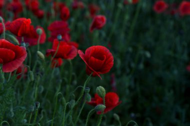 Vahşi alanda çiçek kırmızı haşhaş çiçeği. Seçici odak ile güzel alan kırmızı haşhaş. Yumuşak ışık kırmızı dönüştürülmesini anlatanlar gibi. Haşhaş. Kırmızı haşhaş Glade. Tonlama. Yaratıcı karanlık düşük anahtar işleme