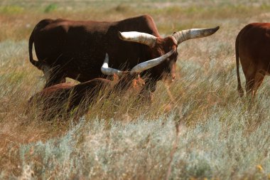 Texas'ın güzel bir sürüsü yüksek çim Ulusal Safari park, Oskaniya Nova, dinleniyor. Vahşi Texas'ın rezerv bozkır içinde nadir nesli tehlike altında olan tür. Nesli tükenmekte olan hayvanların kırmızı kitap