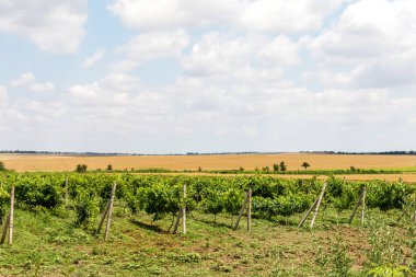 Ukrayna'da yeşil bağ ve mavi gökyüzü. mavi gökyüzü, beyaz bulutlar ile alandaki küçük üzüm bağları vardır. Seçici odak