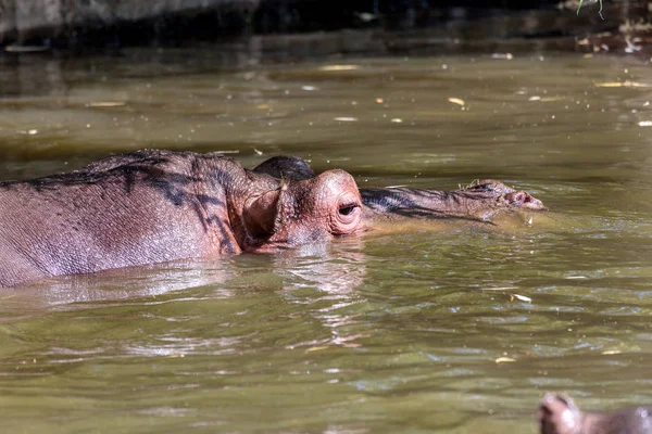 Behemoth Completamente Bañado Río Nivel Del Agua Caluroso Día Verano —  Fotos de Stock