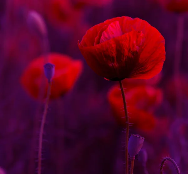 Fiori Papaveri Rossi Fioriscono Sul Campo Selvatico Bellissimi Papaveri Rossi — Foto Stock