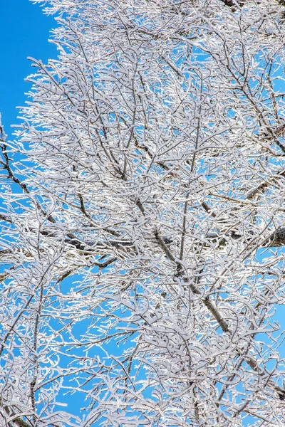 美丽的冬季风景场景背景是雪覆盖的树木和冰河 美丽阳光明媚的冬季背景 雪林中的霜冻树木 在阳光下宁静的冬日自然 — 图库照片