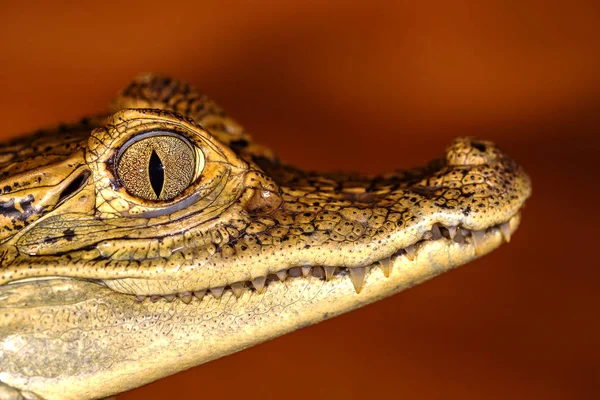 Head Crocodile Eyes Closeup Selective Focus — Stock Photo, Image