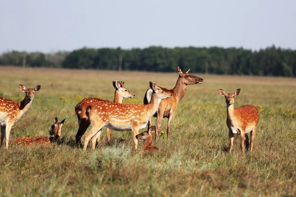 Uma Manada Veados Numa Estepe Selvagem Veado Cervus Nippon Também — Fotografia de Stock