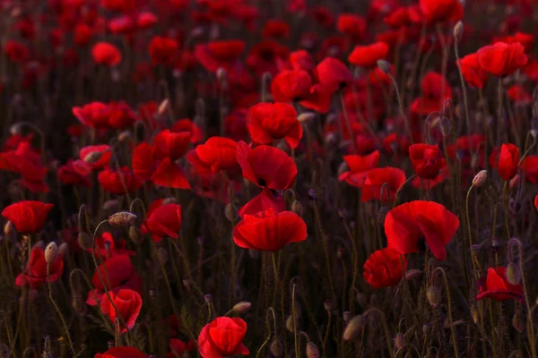 Fleurs Coquelicot Rouge Fleurit Sur Champ Sauvage Beau Champ Coquelicots — Photo