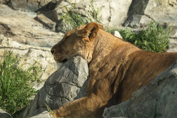 Львиная Гордость Красивый Могучий Лев Король Зверей Африканский Лев Panthera — стоковое фото