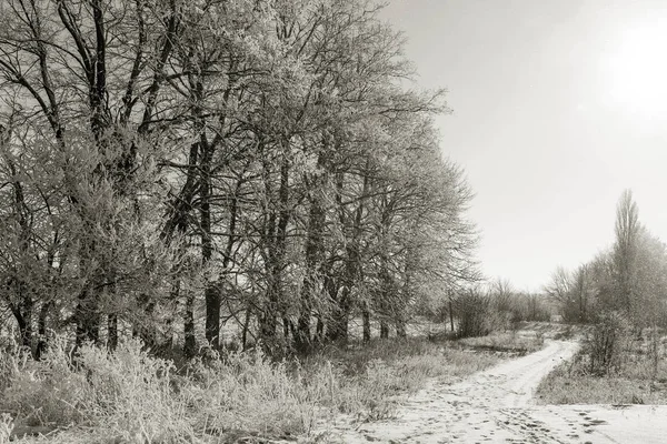 Заснеженная Зимняя Дорога Деревья Морозе Снег Обочине Заснеженной Дороги Яркий — стоковое фото