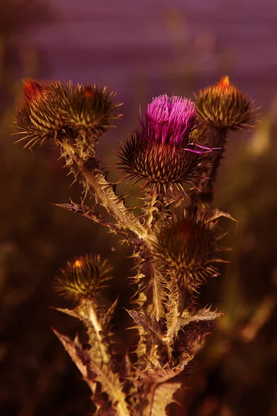 Požehnaný Květiny Mléka Thistle Detail Ostropestřec Mariánský Ostropestřec Skotský Bodlák — Stock fotografie