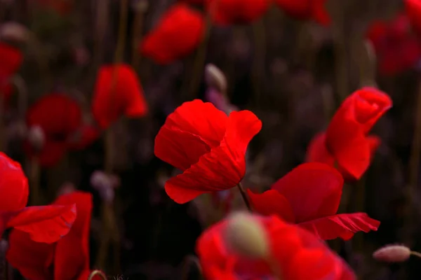 Fleurs Coquelicot Rouge Fleurit Sur Champ Sauvage Beau Champ Coquelicots — Photo