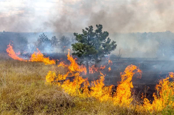 Los Incendios Forestales Viento Seco Destruyen Completamente Bosque Estepa Durante —  Fotos de Stock
