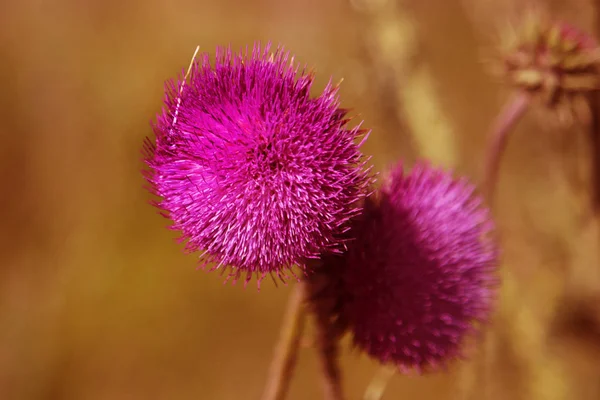 Gezegend Bloemen Van Melk Distel Close Melkdistel Melkdistel Marie Schotse — Stockfoto