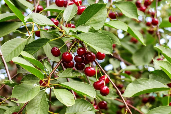 Kiraz ağacının dalında sallanan kiraz. Yaz bahçesindeki kiraz ağacının yeşil yaprakları arasında olgunlaşmış kirazlar olgunlaşmış ve toplanmayı bekliyor.