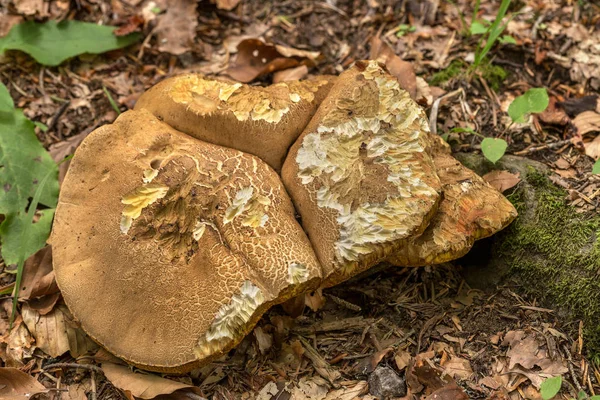 Setas Comestibles Boletus Follaje Del Bosque Sol Otoño Regalos Comestibles —  Fotos de Stock