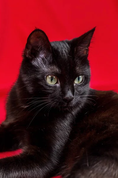 Beautiful Black Cat Studio Yellow Red Colored Background Various Poses — Stock Photo, Image