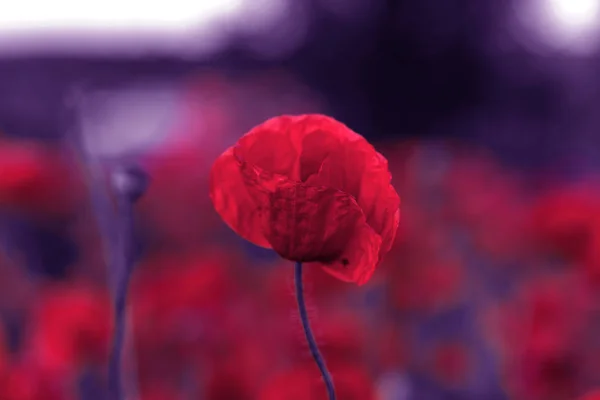 Kwiaty Czerwone Maki Kwitną Dzikim Polu Piękne Pola Czerwone Maki — Zdjęcie stockowe