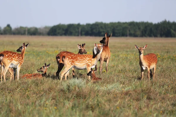 Una Mandria Cervi Macchiati Una Steppa Natura Selvaggia Cervo Cervus — Foto Stock