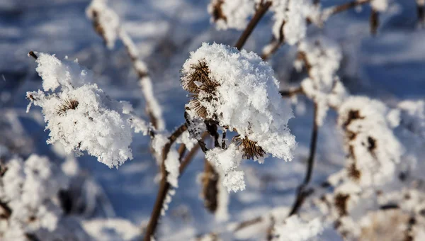 Mooie Winter Landschap Scène Achtergrond Wit Sneeuw Bedekt Bomen Ijs — Stockfoto