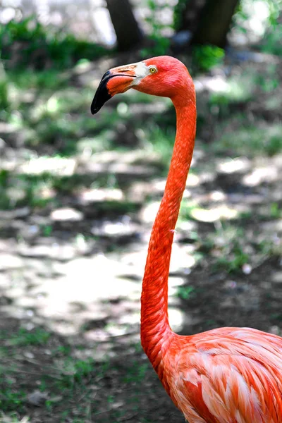 Прекрасный Портрет Фламинго Созданный Дикой Природе — стоковое фото