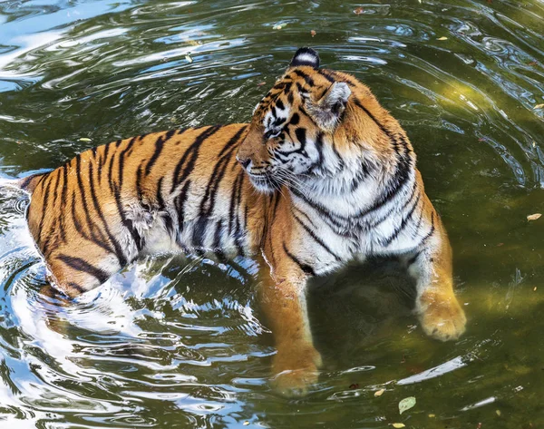 Tigre Bengale Ussuri Dans Zoo Cage Créé Habitat Naturel Des — Photo