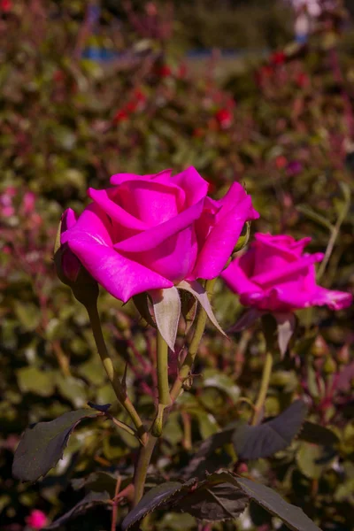 Pięknych Kwitnących Czerwona Róża Rośnie Jesienią Ogród Tle Zielonych Liści — Zdjęcie stockowe