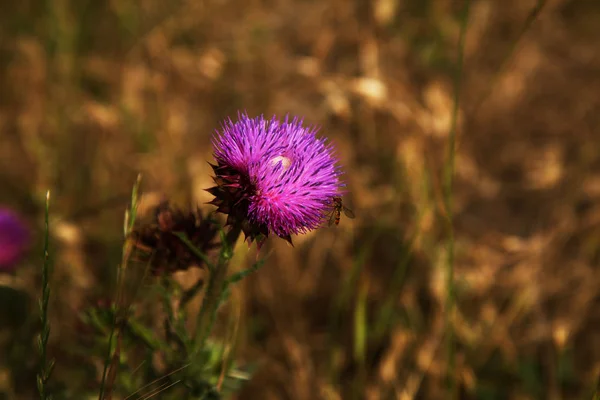 Gezegend Bloemen Van Melk Distel Close Melkdistel Melkdistel Marie Schotse — Stockfoto