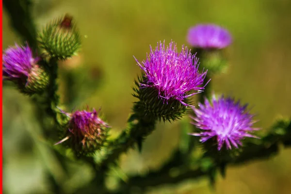 Blessed flowers of milk thistle. Marie Scottish thistle, Mary Thistle, Marian Cardus. Milk thistle flower toned in fashionable color tone treatment. Selective focus