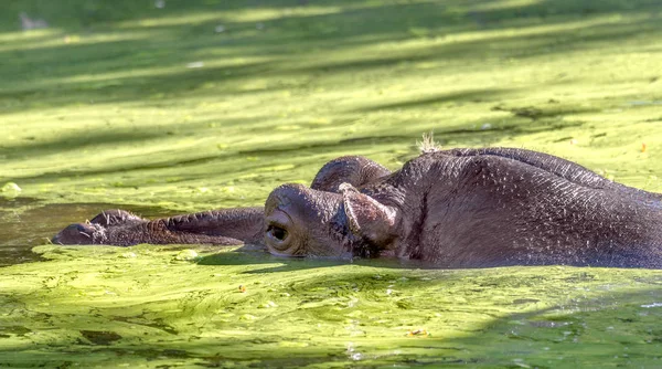 Hippo Completely Bathed River Water Level Hot Sunny Summer Day — Stock Photo, Image