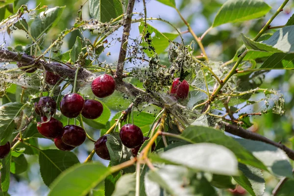 Caterpillars Made Cocoons Tree Caterpillars Ate All Leaves Tree Twined — Stock Photo, Image