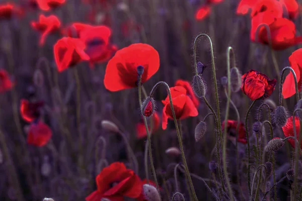 Fiori Papaveri Rossi Fioriscono Sul Campo Selvatico Bellissimi Papaveri Rossi — Foto Stock