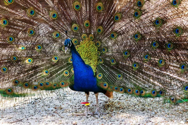 Portrait Beautiful Peacock Feathers Beautiful Indian Peacock Bright Feathers Tail — Stock Photo, Image