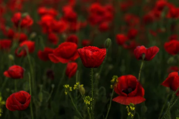 Flores Las Amapolas Rojas Florecen Campo Salvaje Hermosas Amapolas Rojas — Foto de Stock