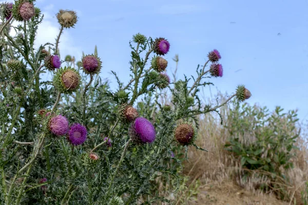 Virág Fej Thistle Máriatövis Teljes Pompájában Gyógynövény Természeti Környezet — Stock Fotó