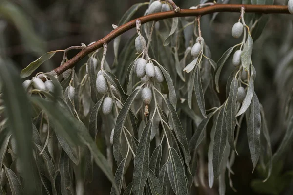 Wild Tasteless Inedible Olive Fruit Olive Tree Details Olives Branches — Stock Photo, Image