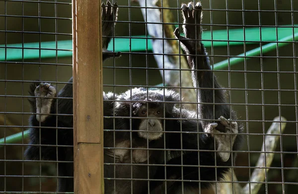 Hayvanat Bahçesi kafeste oturan sevimli maymun. Hayvanat bahçesindeki maymun ziyaretçiler için onları tedavi etmek için bekliyor olabilir ve onların paws kafes dışına uzanır.