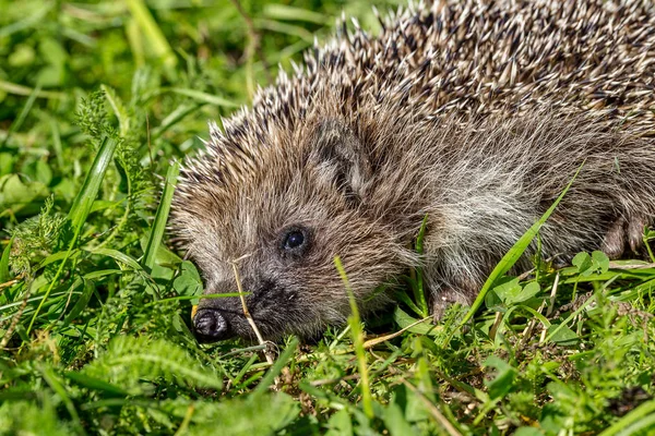 Jeune Hérisson Sur Herbe Verte Dans Habitat Naturel — Photo