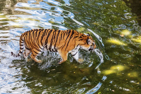Ussuri Bengal Tiger Cage Zoo Created Natural Habitat Wild Predatory — Stock Photo, Image