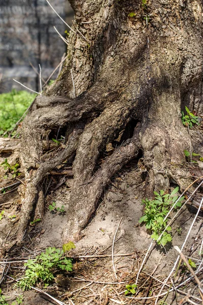 Sistema Raíces Árbol Terreno Pedregoso Montañoso Que Eleva Cima Tierra — Foto de Stock