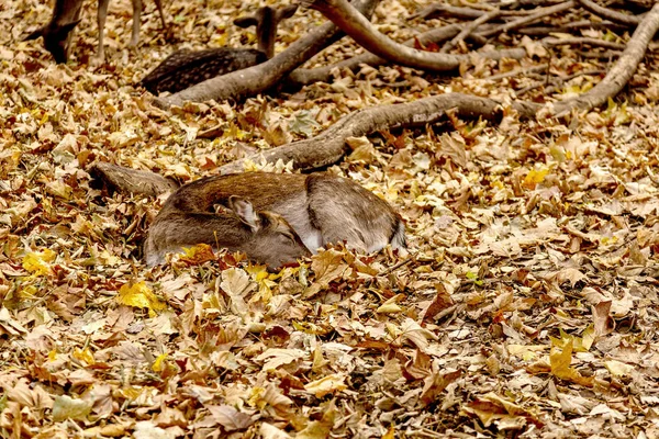 Deer Pen Farm Herd Deer Resting Yellow Autumn Foliage Park — Stock Photo, Image