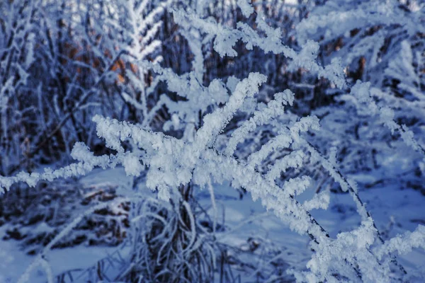 Όμορφο Τοπίο Σκηνή Φόντο Εξυπνάδα Χιόνι Χειμώνα Καλύπτονται Δέντρα Και — Φωτογραφία Αρχείου