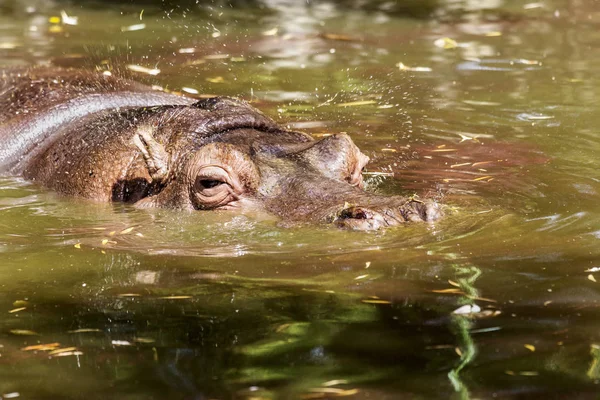 Behemoth Completamente Bañado Río Nivel Del Agua Caluroso Día Verano — Foto de Stock