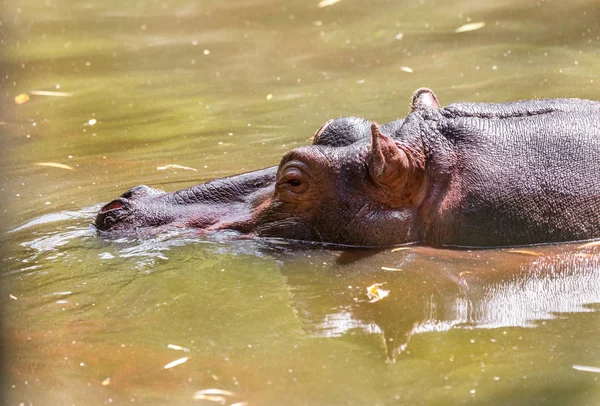 Einem Heißen Sonnigen Sommertag Badete Völlig Der Höhe Des Wassers — Stockfoto