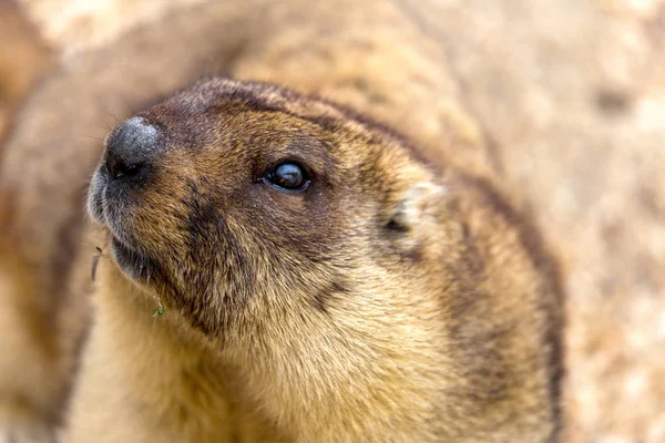 鳥小屋動物園でアルパイン マーモット Marmota Marmota 美しい伝統 の主人公グラウンドホッグ日グラウンドホッグで天気を予測します — ストック写真