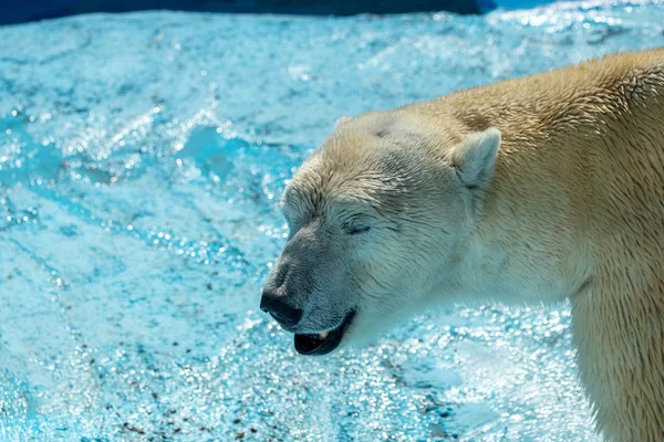 野生の自然の捕食性哺乳類 ホッキョクグマ動物園都市の特殊な筐体 白い北クマはロシアの偉大さの象徴です 北極から危険な動物 — ストック写真