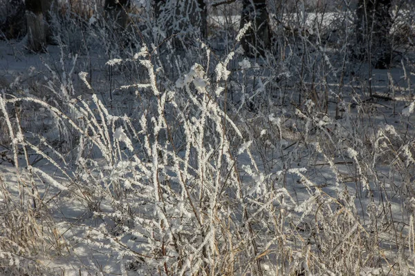 Bellissimo Paesaggio Invernale Scena Sfondo Con Alberi Ricoperti Neve Ghiaccio — Foto Stock