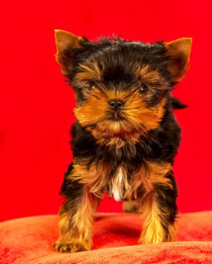 Yorkirsky korkunç Studio siyah bir arka plan. Bir güzel safkan köpek kılı köpek gösteri ile büyüleyici. Seçici odak ile